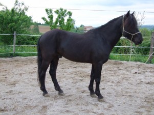 Le poney serein - Elevage d'haizé