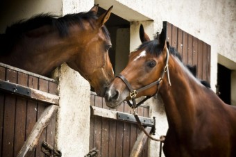 Chambergeot Equitation