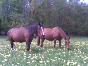 Haras d'Elpégère