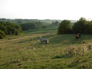 Domaine de Pichoulet