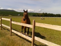 Centre Equestre de Bastidan