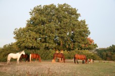 La colline aux chevaux