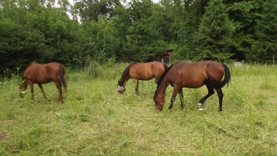 pension equestre du penjab