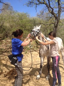 Dentiste equin