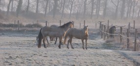 Chevaux en pension